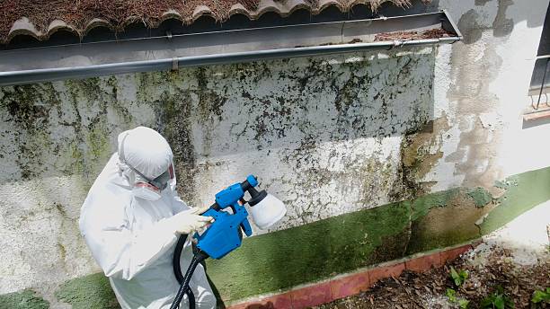 Top rated local Mold Remediation specialists in Buckley, WA